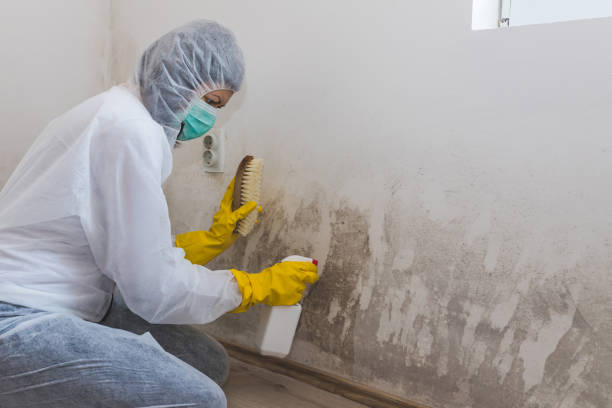Best Mold Damage Repair  in Victory Lakes, NJ