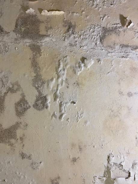 Best Toxic Mold Removal  in Victory Lakes, NJ