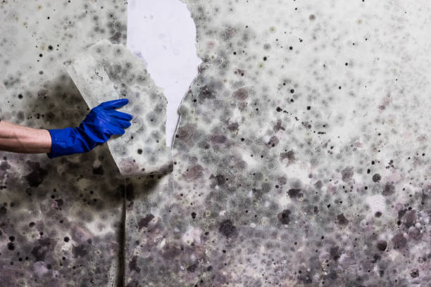 Mold Removal Process in Victory Lakes, NJ