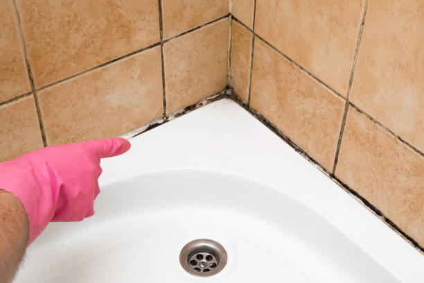 Best Mold Removal and Inspection  in Victory Lakes, NJ