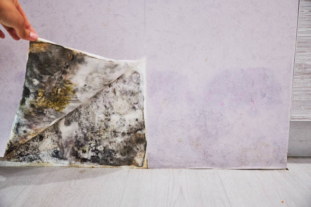 Best Office Mold Removal Services  in Victory Lakes, NJ